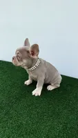 Milly , a female French Bulldog for sale in West Palm Beach, FL – 6 of 7