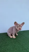Vini , a male French Bulldog for sale in West Palm Beach, FL – 7 of 7