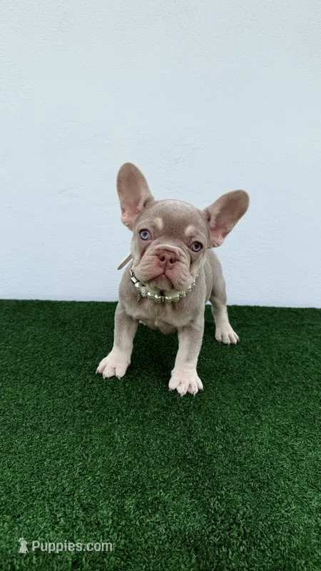 Milly  – French Bulldog puppy for sale in West Palm Beach, FL