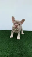 Milly , a female French Bulldog for sale in West Palm Beach, FL – 1 of 7