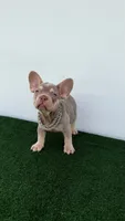 Vini , a male French Bulldog for sale in West Palm Beach, FL – 4 of 7