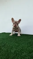 Milly , a female French Bulldog for sale in West Palm Beach, FL – 4 of 7