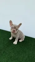 Milly , a female French Bulldog for sale in West Palm Beach, FL – 7 of 7
