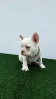 Mike, a male French Bulldog for sale in West Palm Beach, FL – 2 of 6
