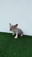 Camila , a female French Bulldog for sale in West Palm Beach, FL – 2 of 5