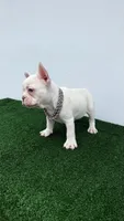 Mike, a male French Bulldog for sale in West Palm Beach, FL – 4 of 6