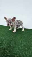 Camila , a female French Bulldog for sale in West Palm Beach, FL – 5 of 5