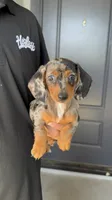 Mia, a female Miniature Dachshund for sale in Buckeye, AZ – 2 of 5