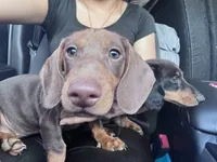 Hazel, a female Miniature Dachshund for sale in Buckeye, AZ – 3 of 5