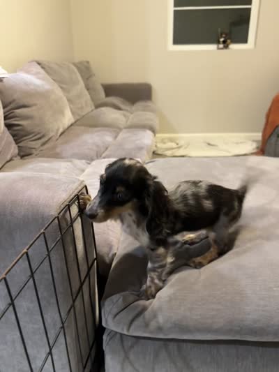 Frannie , a female Miniature Dachshund for sale in Buckeye, AZ – 3 of 3