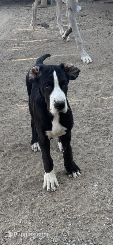 Auroa – Great Dane puppy for sale in Buckeye, AZ