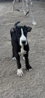 Auroa, a female Great Dane for sale in Buckeye, AZ – 1 of 2