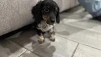 Milo, a male Miniature Dachshund for sale in Buckeye, AZ – 4 of 4
