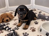 Milly, a female Miniature Dachshund for sale in Buckeye, AZ – 1 of 3