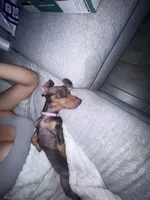 Hazel, a female Miniature Dachshund for sale in Buckeye, AZ – 5 of 5