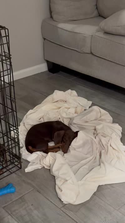 Hazel, a female Miniature Dachshund for sale in Buckeye, AZ – 3 of 3