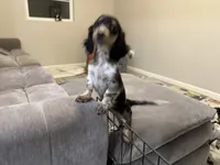 Frannie , a female Miniature Dachshund for sale in Buckeye, AZ – 2 of 3