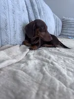 Hazel, a female Miniature Dachshund for sale in Buckeye, AZ – 2 of 3