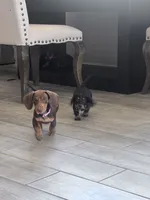 Hazel, a female Miniature Dachshund for sale in Buckeye, AZ – 2 of 5