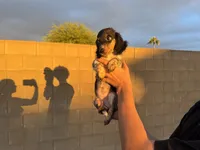 Frannie, a female Miniature Dachshund for sale in Buckeye, AZ – 1 of 4