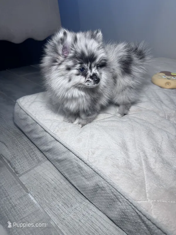Mochi, a female Pomeranian for sale in Buckeye, AZ – 1 of 3