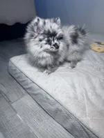 Mochi, a female Pomeranian for sale in Buckeye, AZ – 1 of 3
