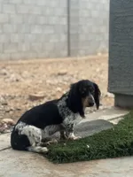 Beao, a male Dachshund for sale in Buckeye, AZ – 2 of 3