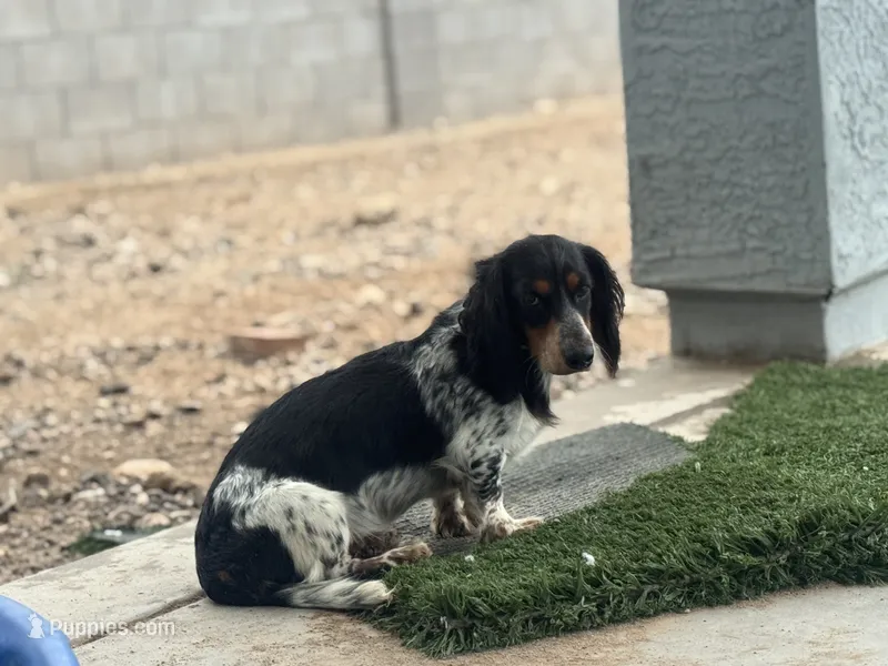 Beao – Dachshund puppy for sale in Buckeye, AZ