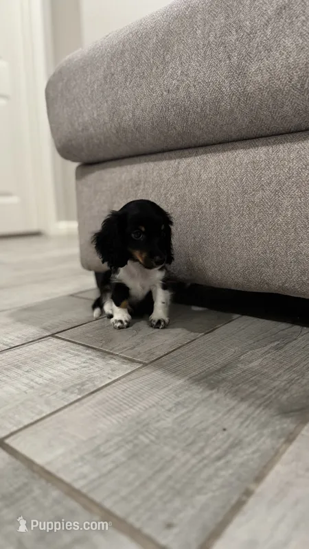 Piebald – Miniature Dachshund puppy for sale in Buckeye, AZ