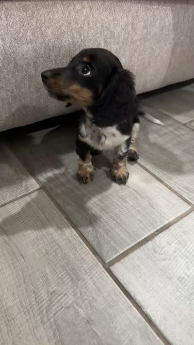 Piebald, a female Miniature Dachshund for sale in Buckeye, AZ – 4 of 4