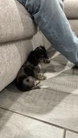 Piebald, a female Miniature Dachshund for sale in Buckeye, AZ – 2 of 4