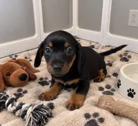 Milly, a female Miniature Dachshund for sale in Buckeye, AZ – 3 of 3