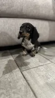 Milo, a male Miniature Dachshund for sale in Buckeye, AZ – 3 of 4