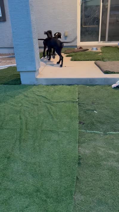 Auroa, a female Great Dane for sale in Buckeye, AZ – 2 of 2