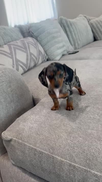 Mia, a female Miniature Dachshund for sale in Buckeye, AZ – 5 of 5