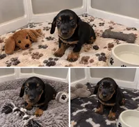 Milly, a female Miniature Dachshund for sale in Buckeye, AZ – 2 of 3