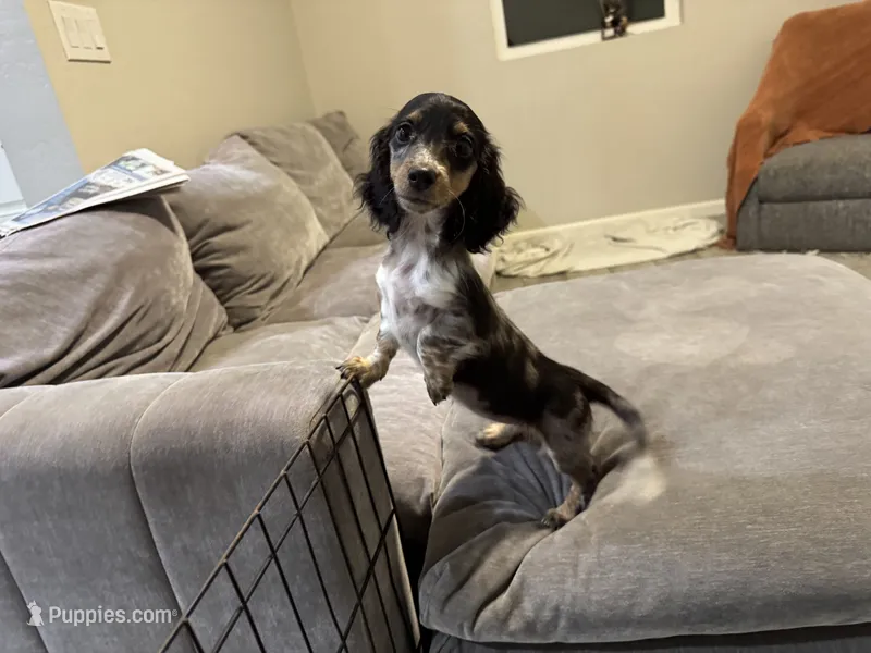 Frannie  – Miniature Dachshund puppy for sale in Buckeye, AZ