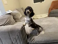 Frannie , a female Miniature Dachshund for sale in Buckeye, AZ – 1 of 3