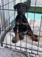 Dobi , a female Doberman Pinscher for sale in Buckeye, AZ – 2 of 2