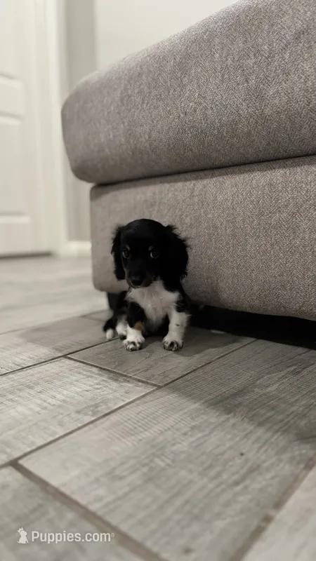 Gus – Miniature Dachshund puppy for sale in Buckeye, AZ