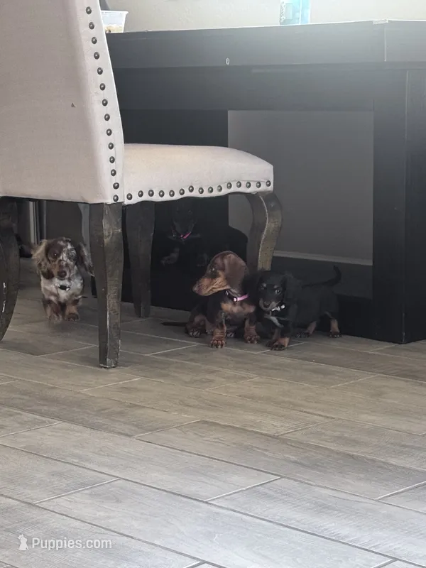 Hazel – Miniature Dachshund puppy for sale in Buckeye, AZ