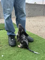Frannie, a female Miniature Dachshund for sale in Buckeye, AZ – 2 of 4