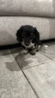 Milo, a male Miniature Dachshund for sale in Buckeye, AZ – 2 of 4