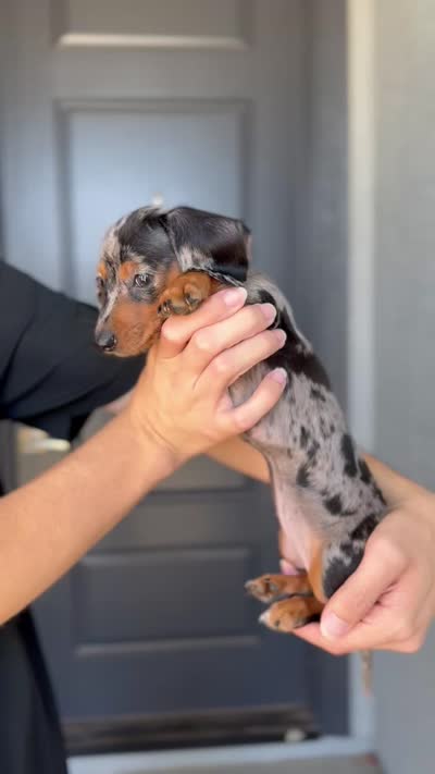 Mia, a female Miniature Dachshund for sale in Buckeye, AZ – 4 of 5