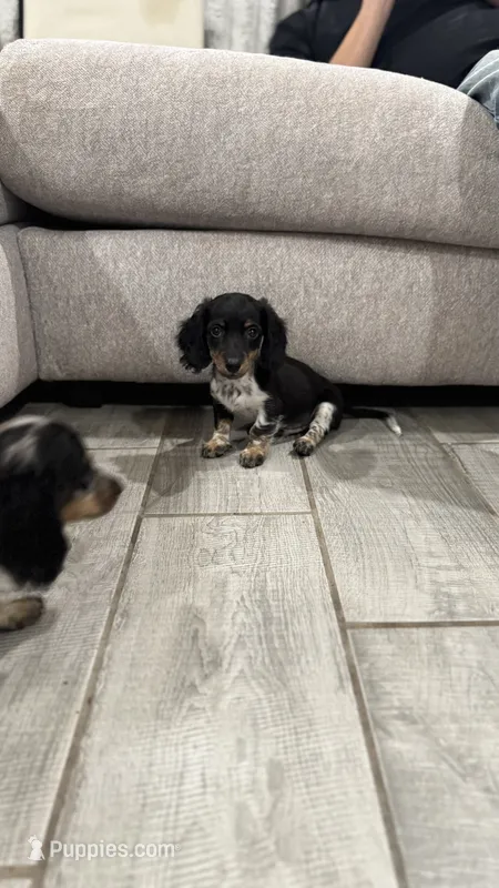Milo – Miniature Dachshund puppy for sale in Buckeye, AZ