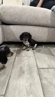 Milo, a male Miniature Dachshund for sale in Buckeye, AZ – 1 of 4