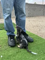 Frannie, a female Miniature Dachshund for sale in Buckeye, AZ – 3 of 4