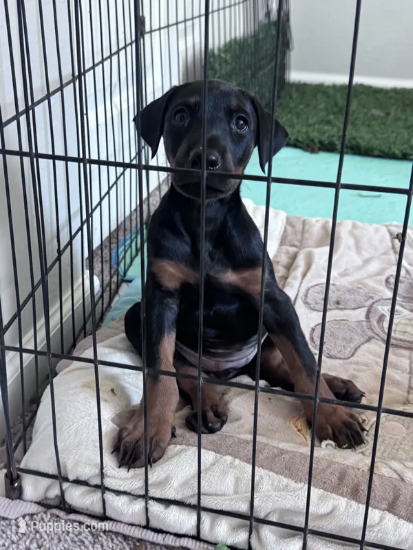 Dobi  – Doberman Pinscher puppy for sale in Buckeye, AZ