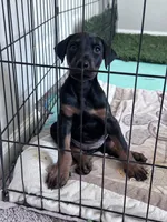 Dobi , a female Doberman Pinscher for sale in Buckeye, AZ – 1 of 2