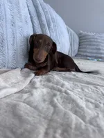 Hazel, a female Miniature Dachshund for sale in Buckeye, AZ – 1 of 3